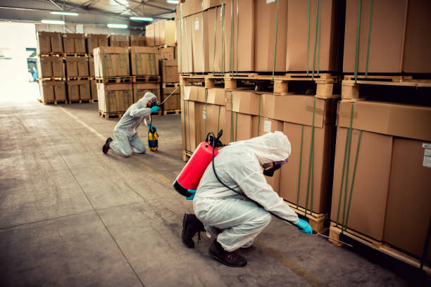 Wasp Removal Services in Point Roberts, WA