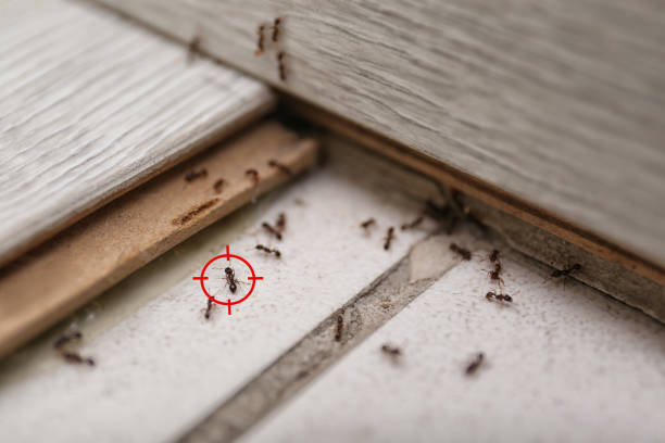 Best Termite Control Services  in Point Roberts, WA