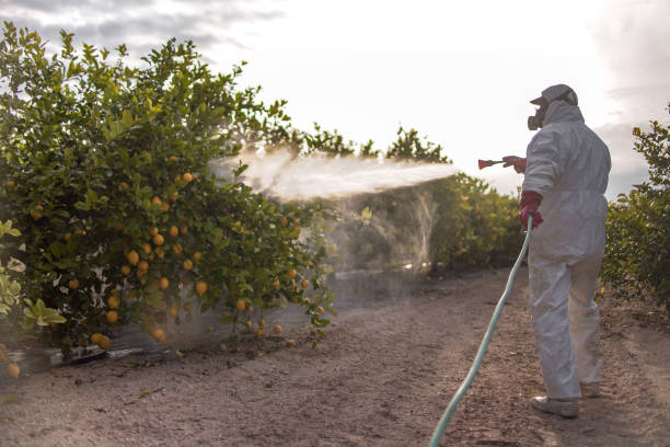 Best Emergency Pest Control  in Point Roberts, WA