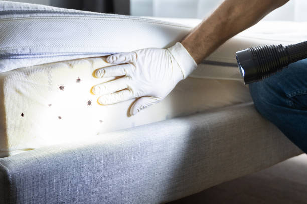 Professional Pest Control in Point Roberts, WA