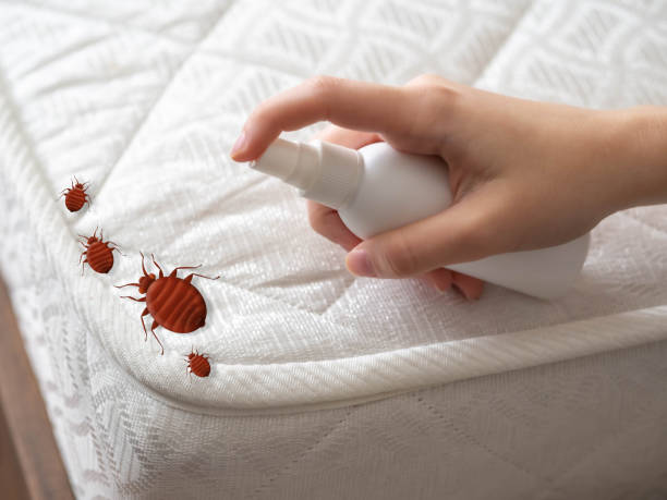 Best Local Pest Control Services  in Point Roberts, WA