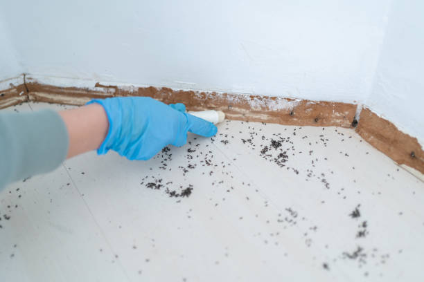 Best Affordable Pest Control Services  in Point Roberts, WA
