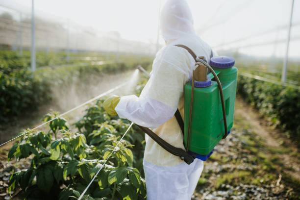 Best Wasp Removal Services  in Point Roberts, WA